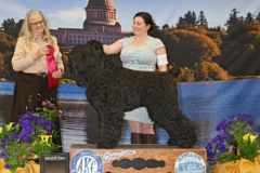 Dutch’s Triumph at the Olympic Dog Fanciers Show in Elma, WA