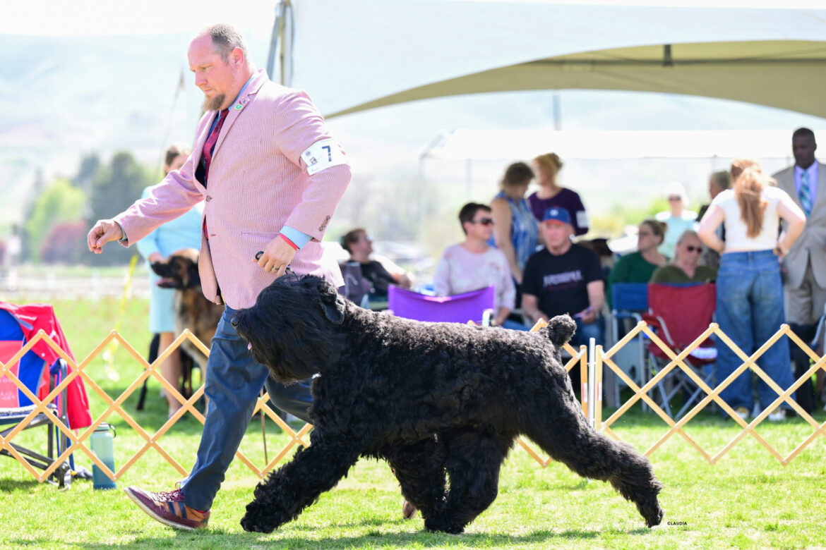 Dutch and Luke “FLYING” in the Yakima Kennel club Group ring