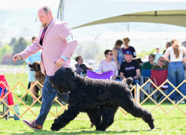 Dutch and Luke “FLYING” in the Yakima Kennel club Group ring