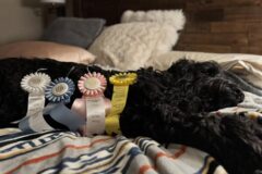 Charlie sniffs out another title!